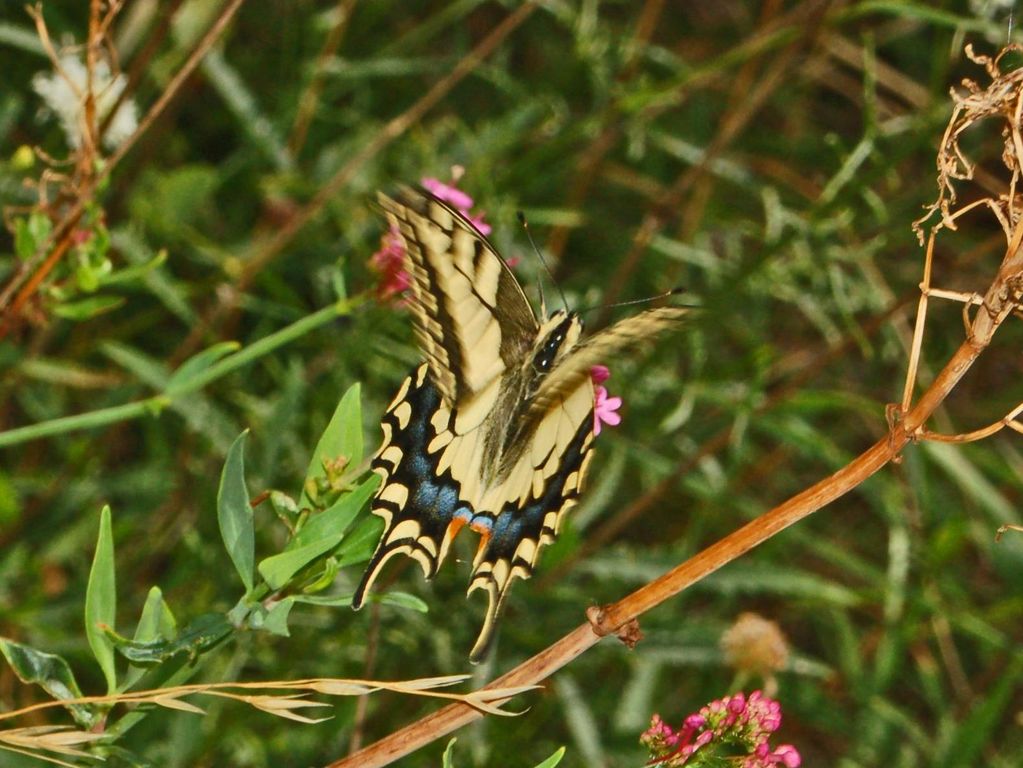 Galleria di insetti in volo